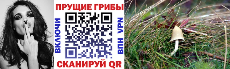 Псилоцибиновые грибы GOLDEN TEACHER  Игарка 